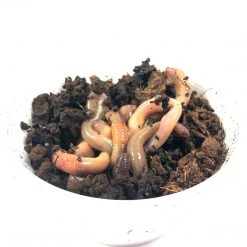 BAIT Dew Worms (1 Dozen)