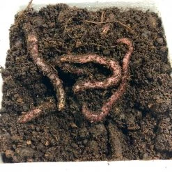 BAIT Red Wiggler Trout Worms (24 Pack) Live Bait