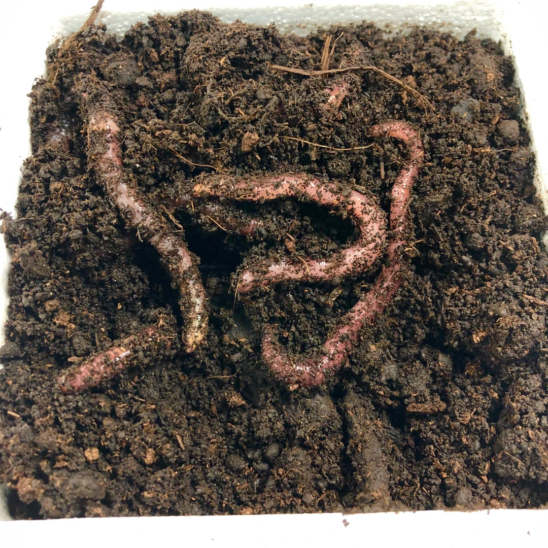 BAIT Red Wiggler Trout Worms (24 Pack) Live Bait