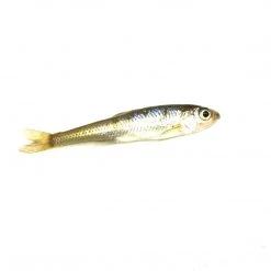 BAIT Live Bait Small Creek Minnows (1 Dozen)