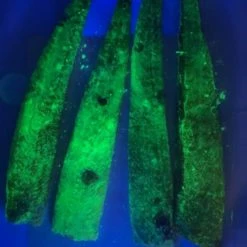 THE BIG ON CUT BAIT Live Bait The Big One Cut Bait Thick Cut Alewife Strips - Glow Meat