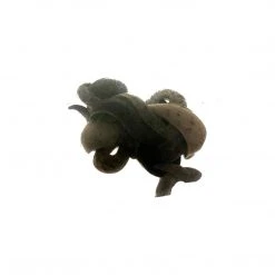 BAIT Leeches (1 Dozen) Live Bait